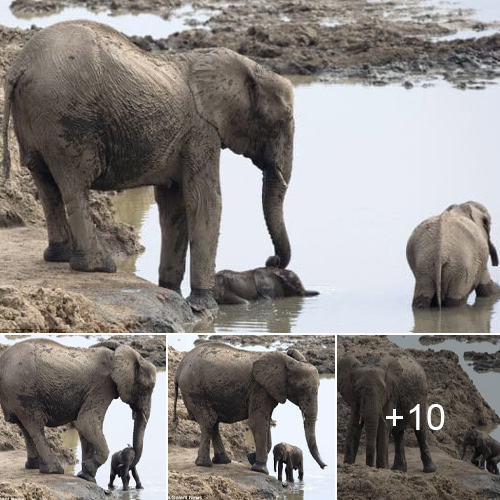 Heartwarming Rescue: Baby Elephant Saved by Mother After Getting Stuck in Mud
